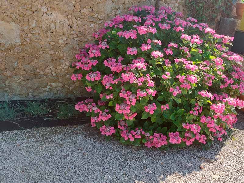 fleurs camping Le Siléo